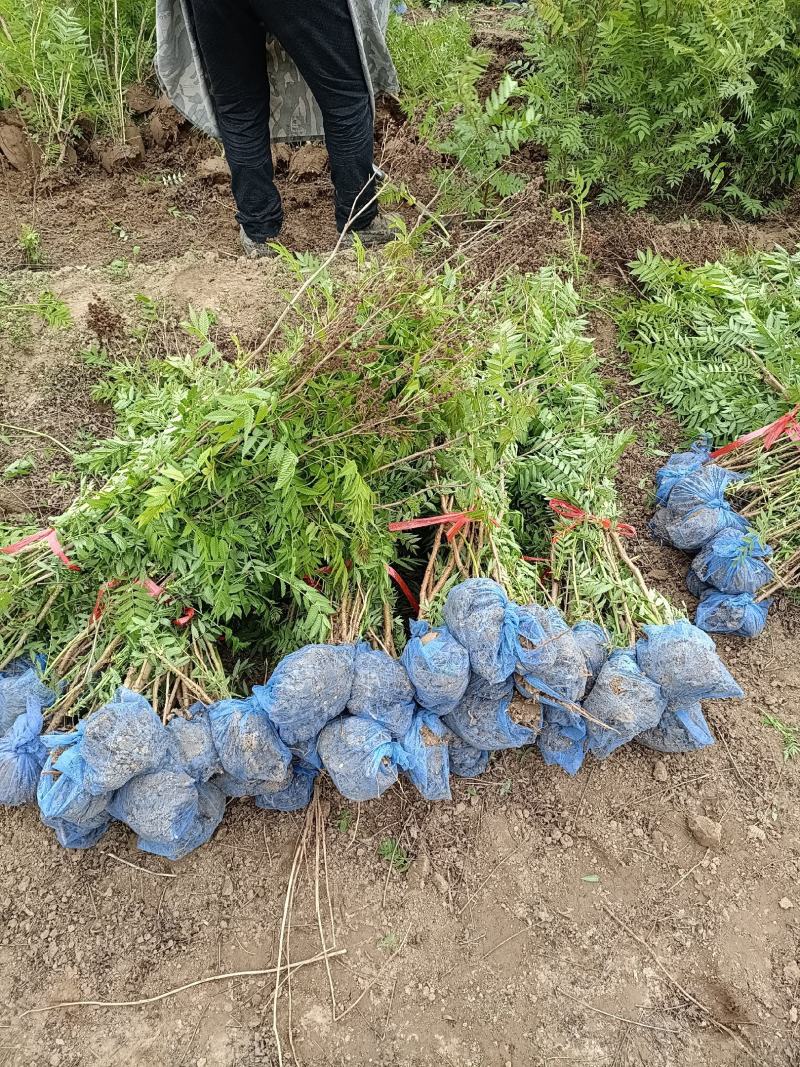 大量低价出售，高60-1.2米，珍珠梅，大堆珍珠梅