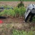 大量低价出售，高60-1.2米，珍珠梅，大堆珍珠梅