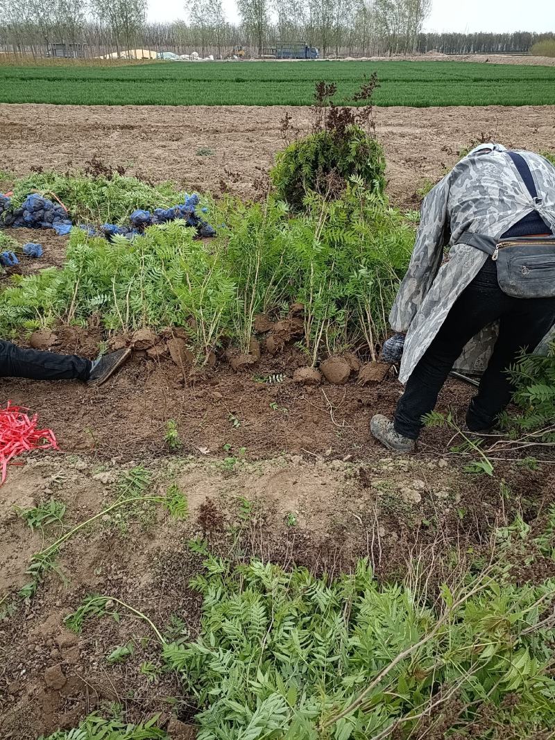 大量低价出售，高60-1.2米，珍珠梅，大堆珍珠梅