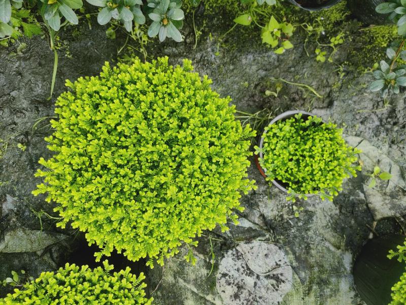 翠云草《情人草》盆景盆栽苗木基地直发绿化苗木可视频看货