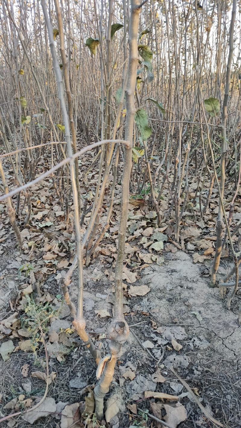 苹果树，中秋王苹果、美八苹果、红肉苹果、华硕苹果