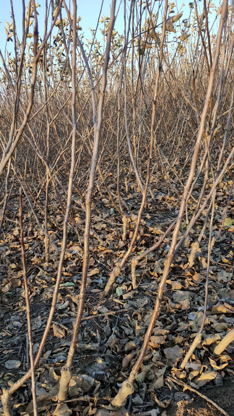 苹果树，中秋王苹果、美八苹果、红肉苹果、华硕苹果