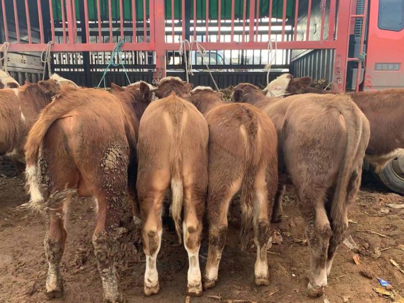 精品肉牛西门塔尔牛犊改良肉牛提供技术指导