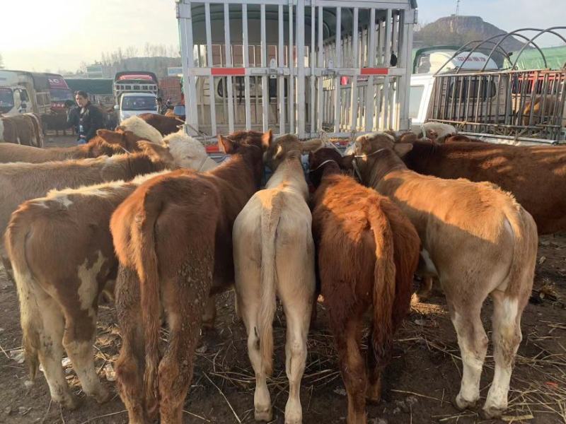 精品肉牛西门塔尔牛犊改良肉牛提供技术指导