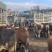 精品肉牛西门塔尔牛犊改良肉牛提供技术指导