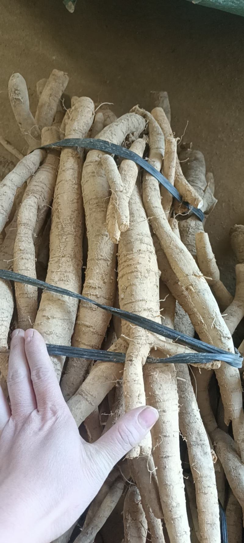小叶牛大力统牛出售！！！！