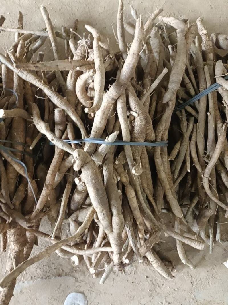 小叶牛大力统牛出售！！！！