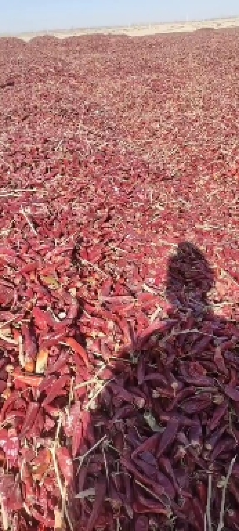精品美国红干辣椒，朝天椒