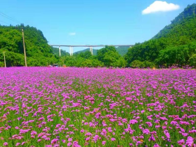 蓝香芥种子越年生蓝色草花优质观赏花卉品种花籽发芽率高