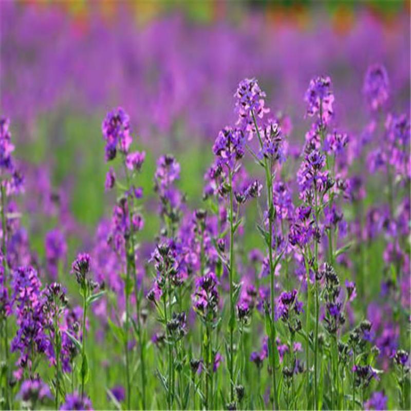 蓝香芥种子越年生蓝色草花优质观赏花卉品种花籽发芽率高