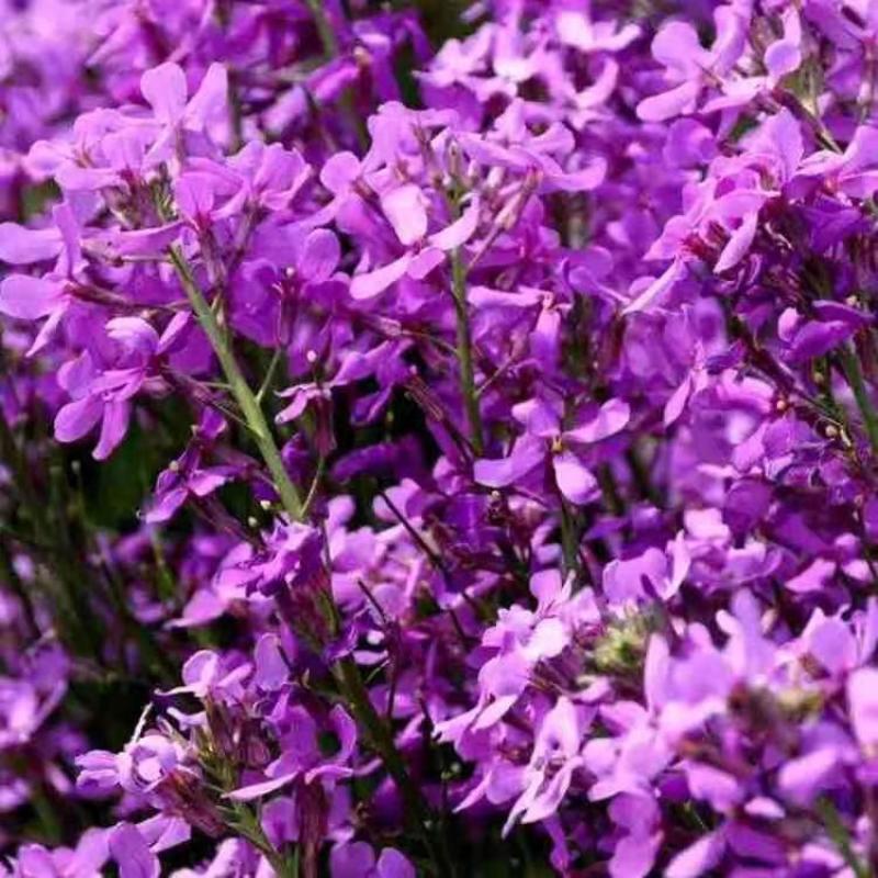 蓝香芥种子越年生蓝色草花优质观赏花卉品种花籽发芽率高