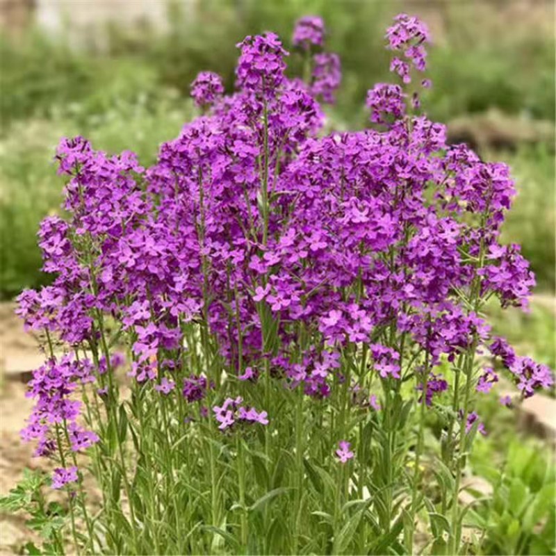 蓝香芥种子越年生蓝色草花优质观赏花卉品种花籽发芽率高