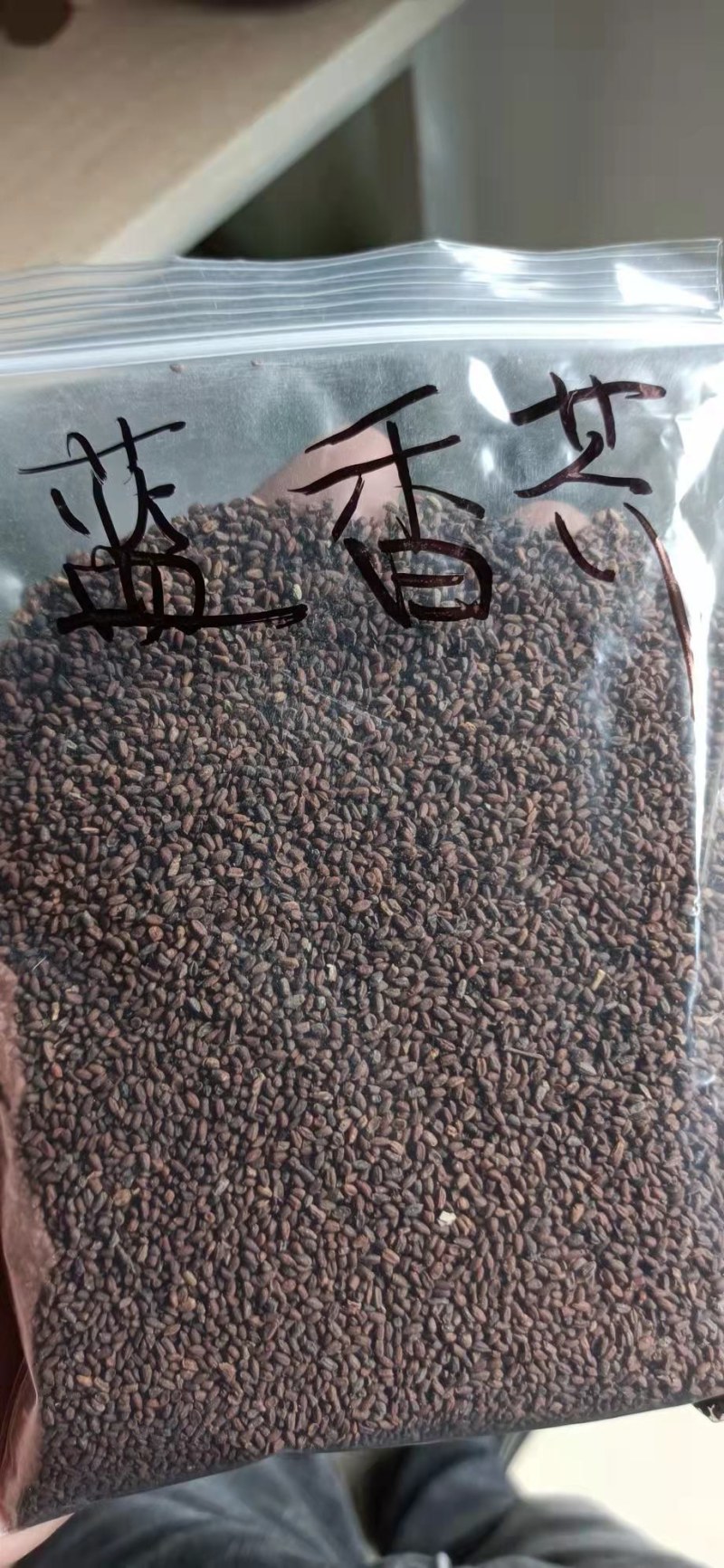 蓝香芥种子越年生蓝色草花优质观赏花卉品种花籽发芽率高