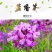 蓝香芥种子越年生蓝色草花优质观赏花卉品种花籽发芽率高