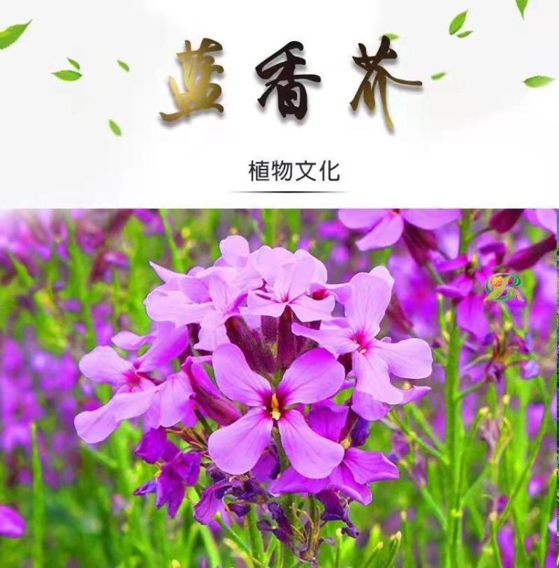 蓝香芥种子越年生蓝色草花优质观赏花卉品种花籽发芽率高