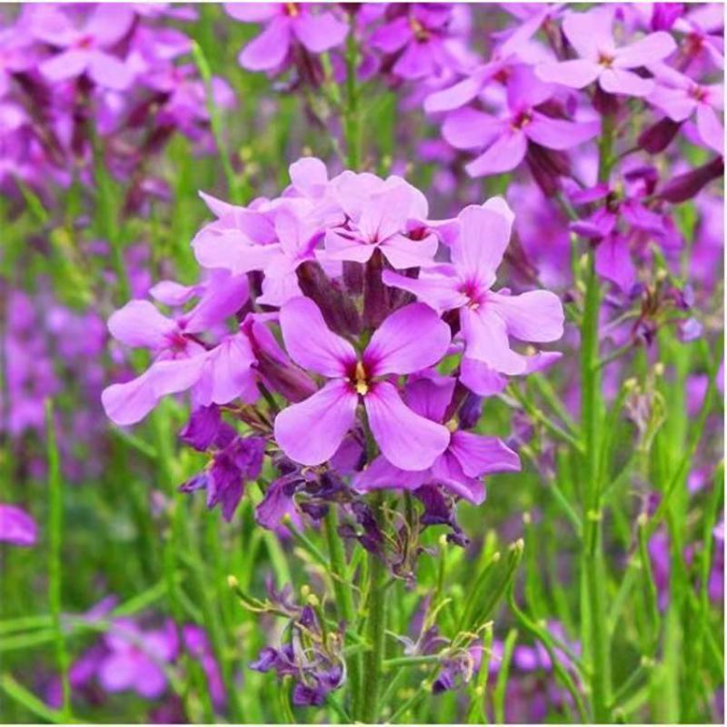 蓝香芥种子越年生蓝色草花优质观赏花卉品种花籽发芽率高