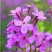 蓝香芥种子越年生蓝色草花优质观赏花卉品种花籽发芽率高