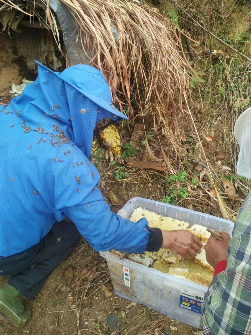 汝阳乡核拉香土蜂蜜