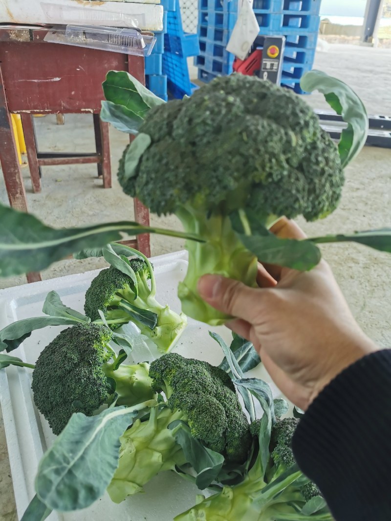 西兰花大量上市每天十吨起