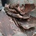 正宗贵州松树皮