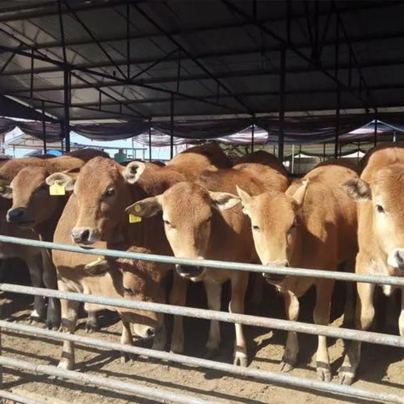 西门塔尔牛肉牛养殖改良肉牛小四元五元杂交牛可视频看货