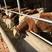 西门塔尔牛肉牛养殖改良肉牛小四元五元杂交牛可视频看货