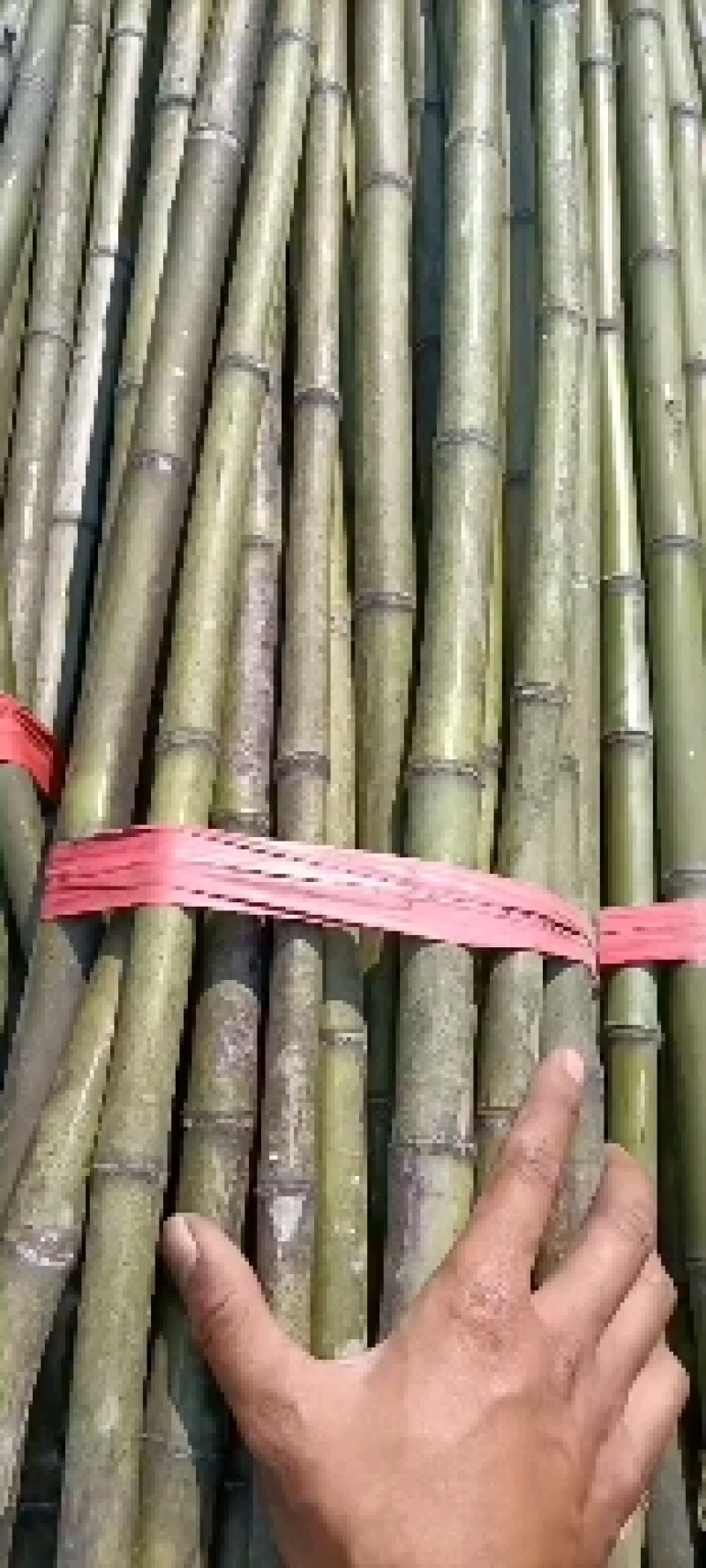湖南批发竹竿自产自销豆角，黄瓜，西红柿架等属于通货规格