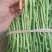 【精品】脱毒红薯种苗烟薯苗品种齐全，发往全国欢迎咨询订购
