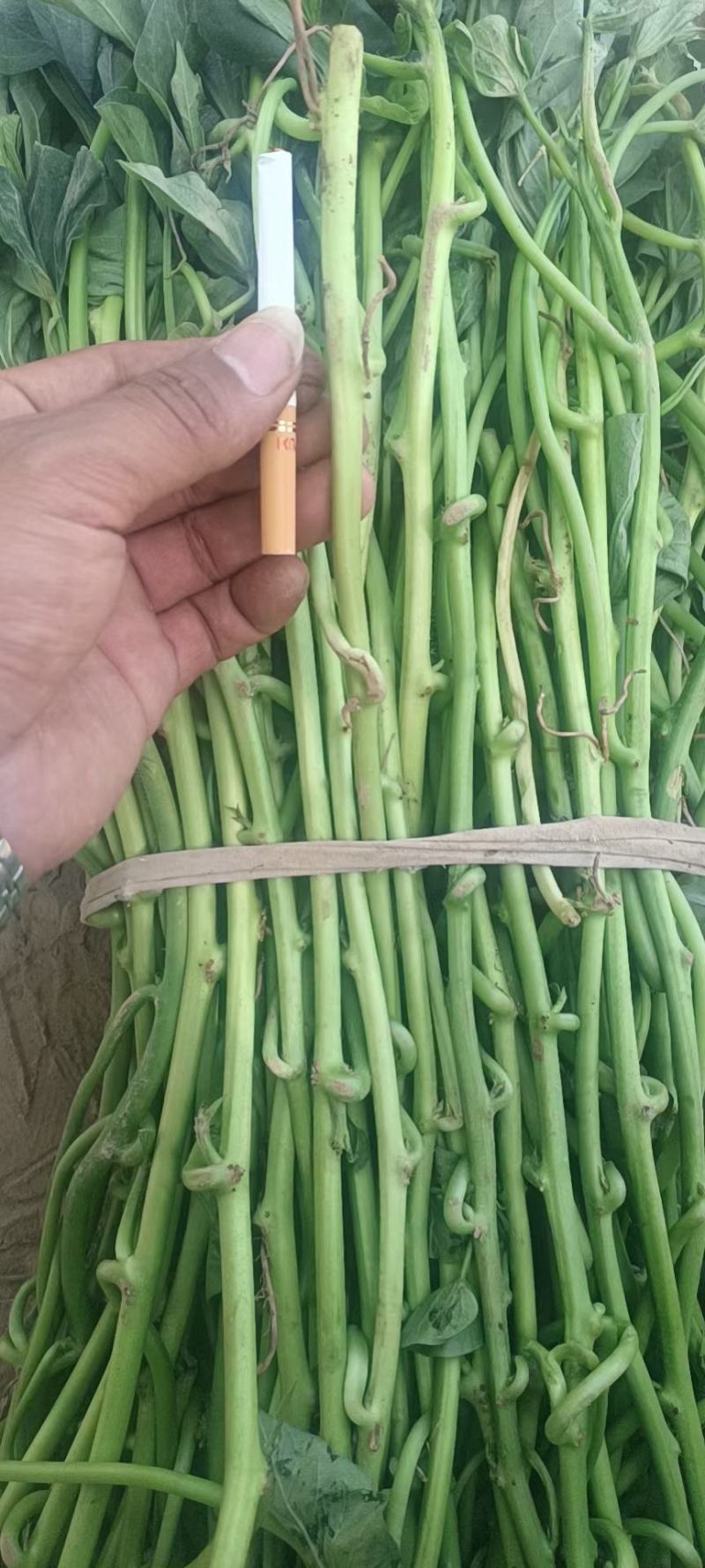 【精品】脱毒红薯种苗烟薯苗品种齐全，发往全国欢迎咨询订购