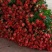 玫瑰鲜花基地直销鲜切花常年供应地摊花店婚庆