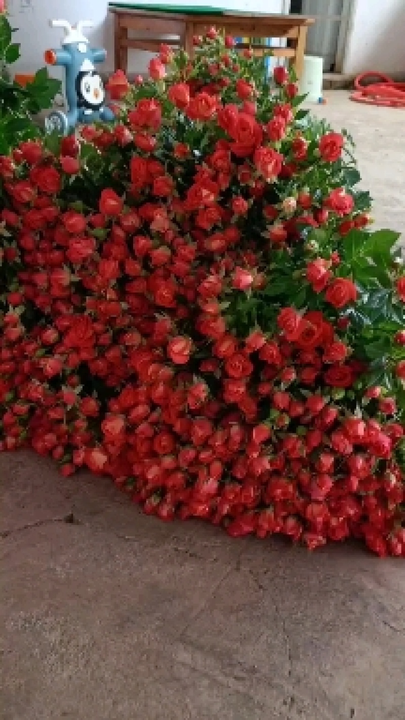 玫瑰鲜花基地直销鲜切花常年供应地摊花店婚庆