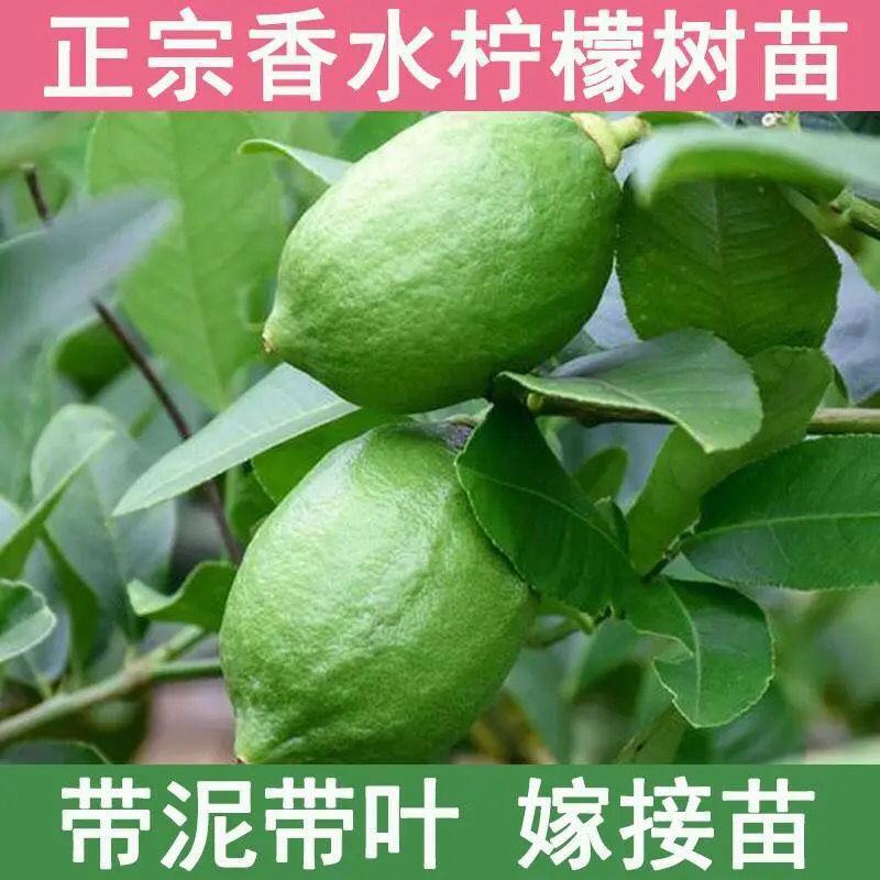 柠檬苗，广东香水柠檬，盆栽地栽都可以，带土带叶四季结果