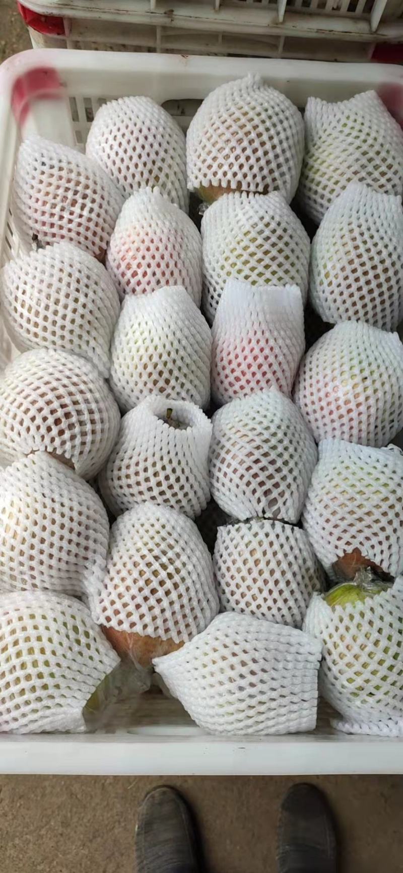 七号梨皮薄核小汁多无渣欢迎各地客商前来收购
