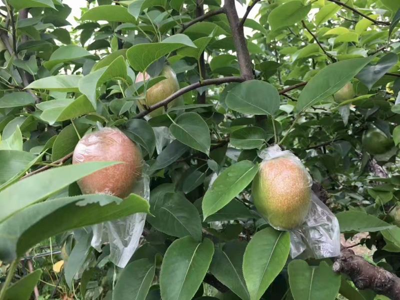 七号梨皮薄核小汁多无渣欢迎各地客商前来收购