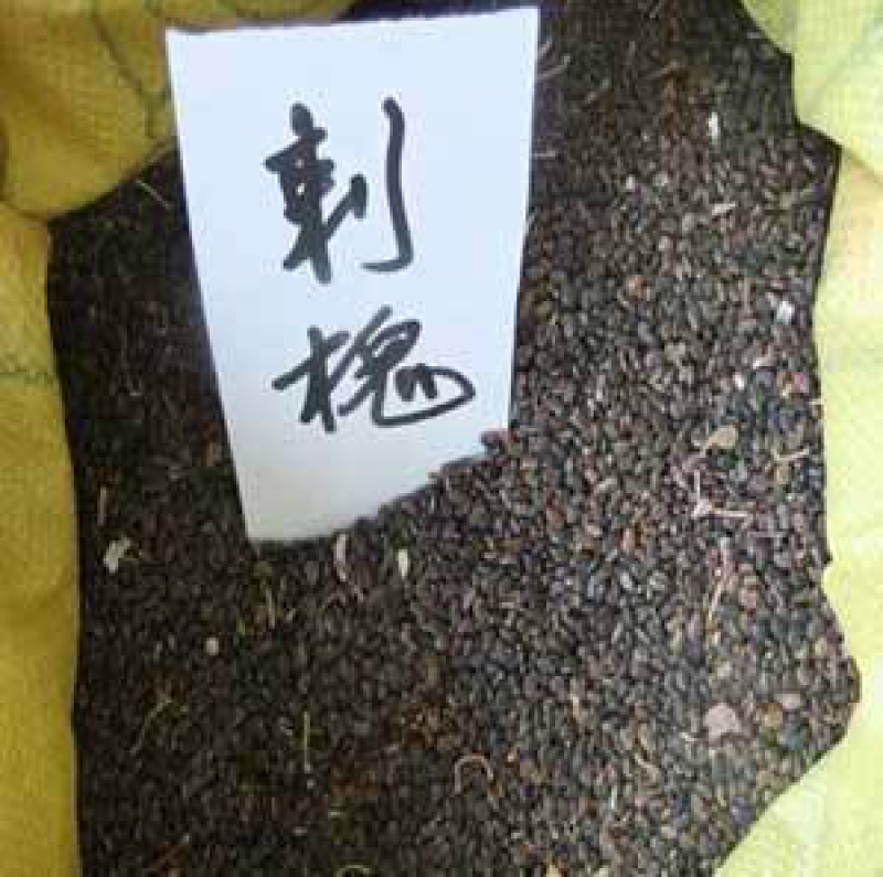 洋槐种子