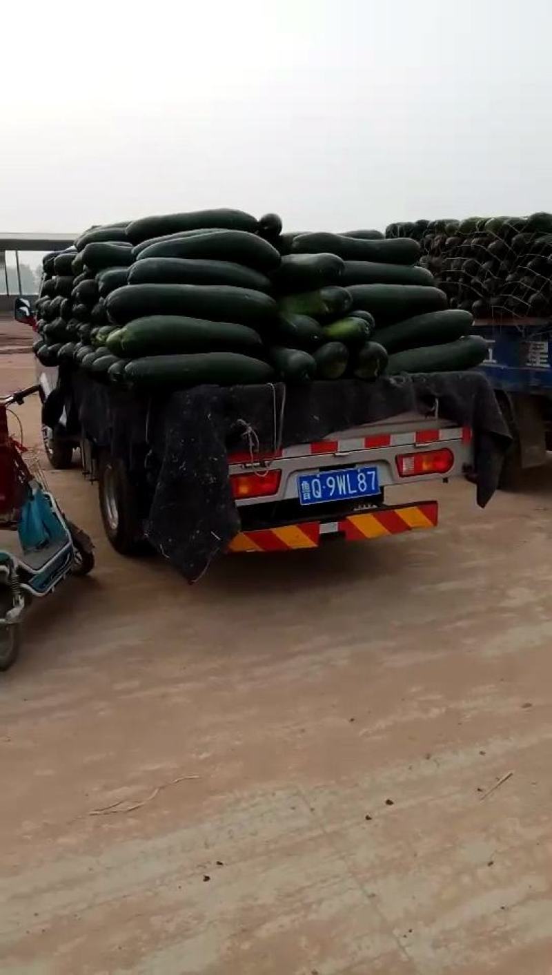 黑皮冬瓜～基地直供～货源充足～质量保证
