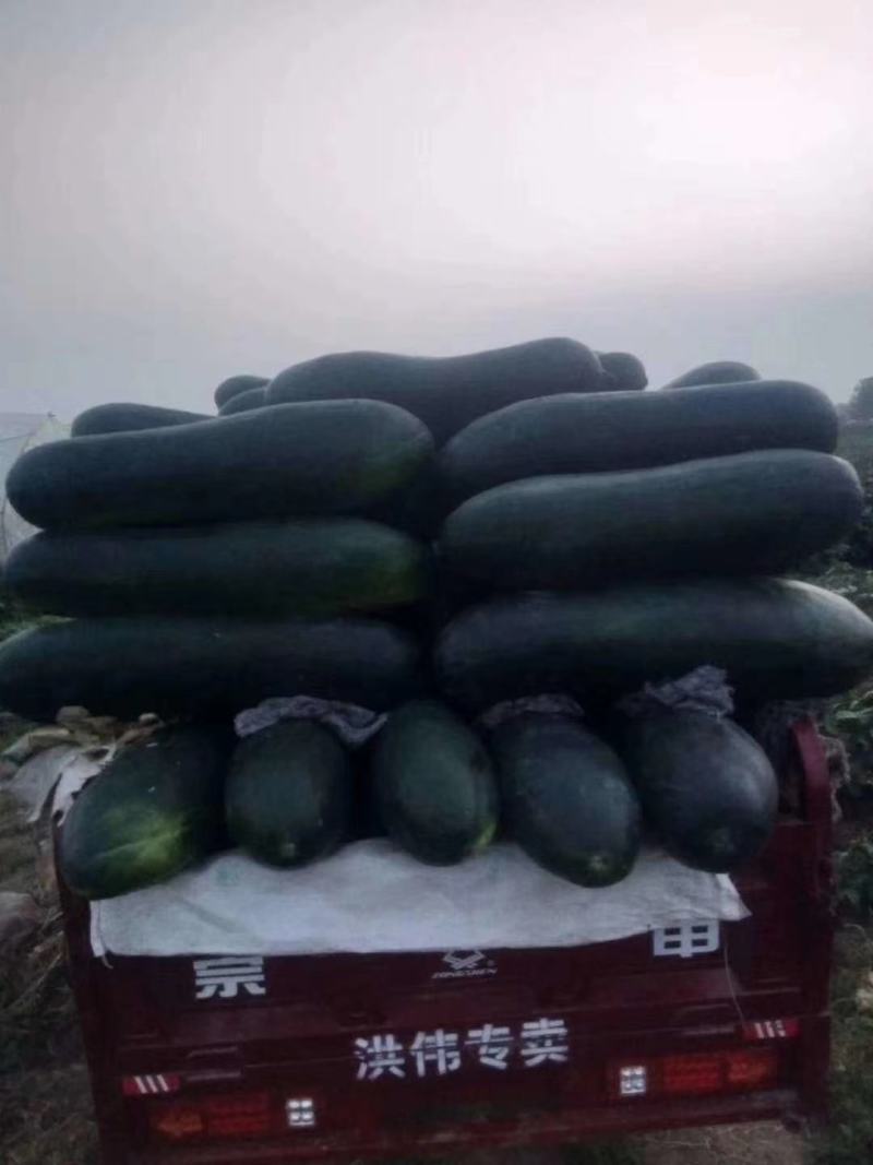 黑皮冬瓜～基地直供～货源充足～质量保证