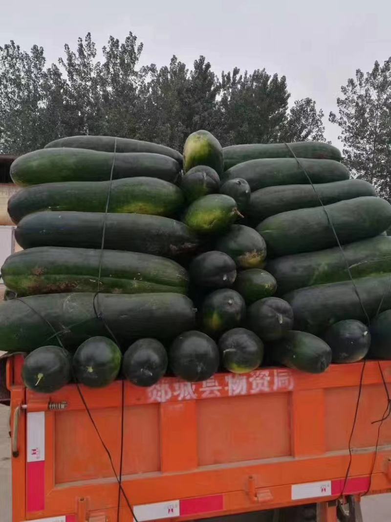 黑皮冬瓜～基地直供～货源充足～质量保证
