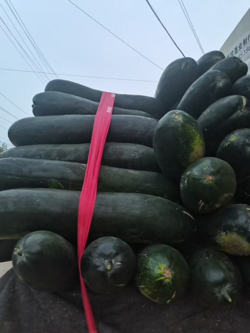 黑皮冬瓜～基地直供～货源充足～质量保证