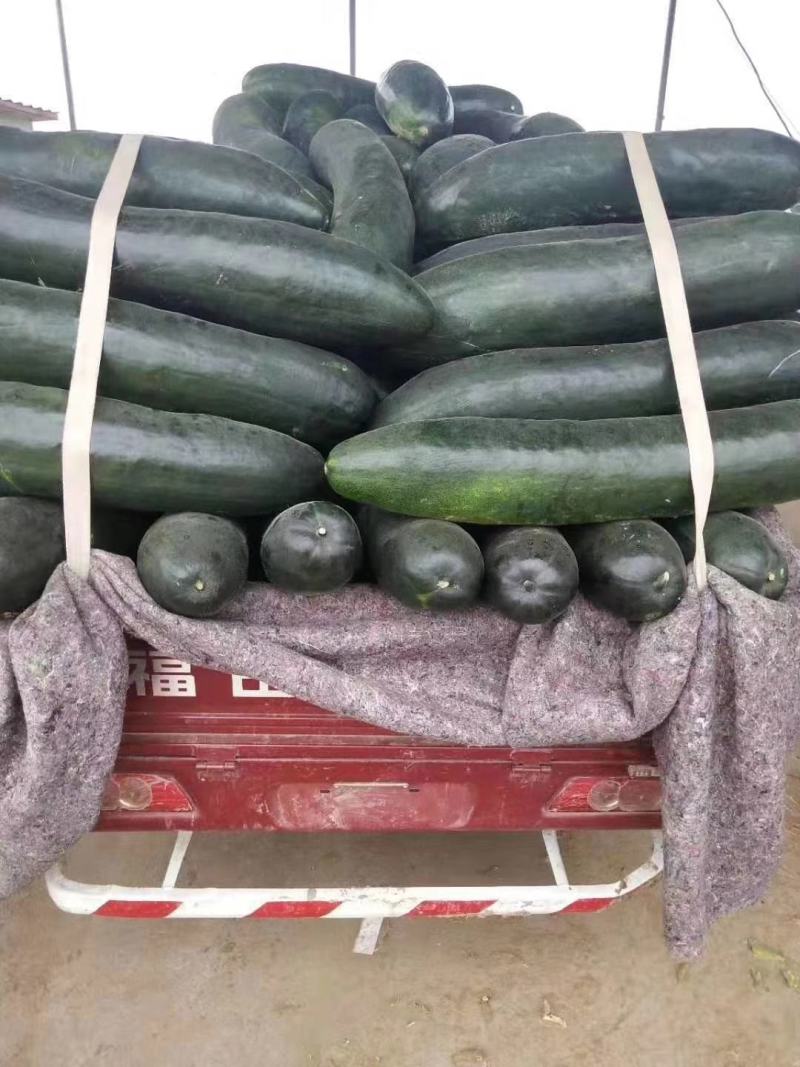 黑皮冬瓜～基地直供～货源充足～质量保证
