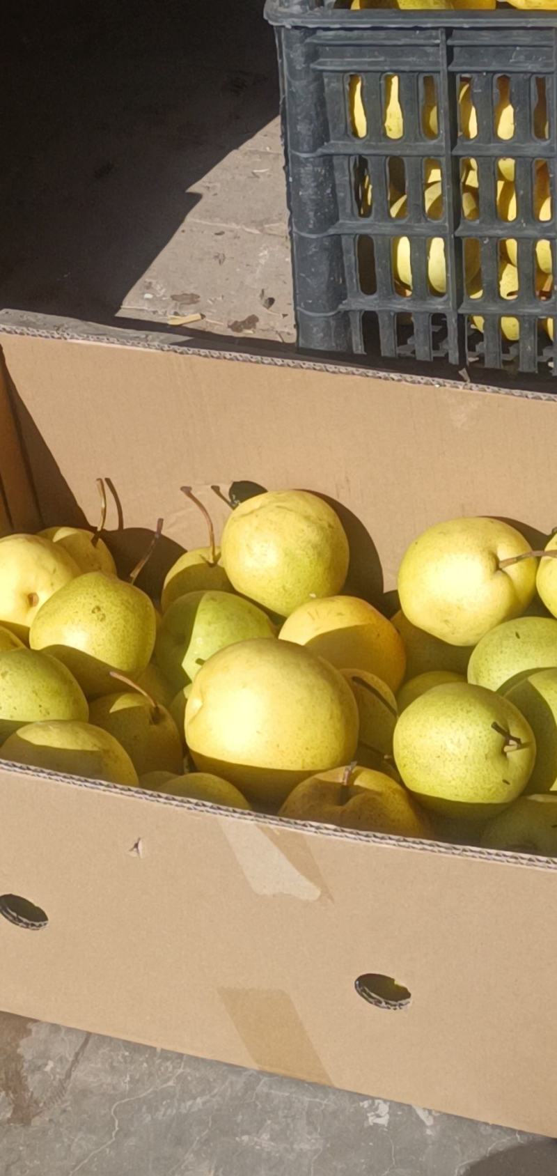 冬果梨篮子从放颜色好看优质水果口