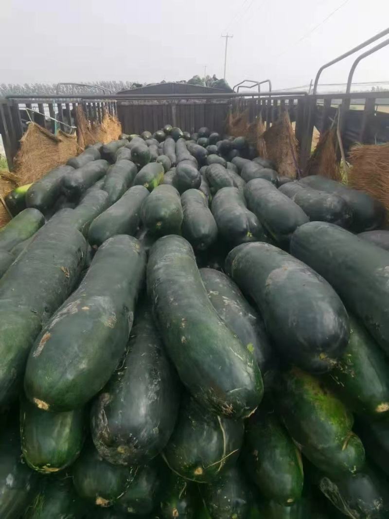 青皮冬瓜～基地直供～货源充足～保证质量