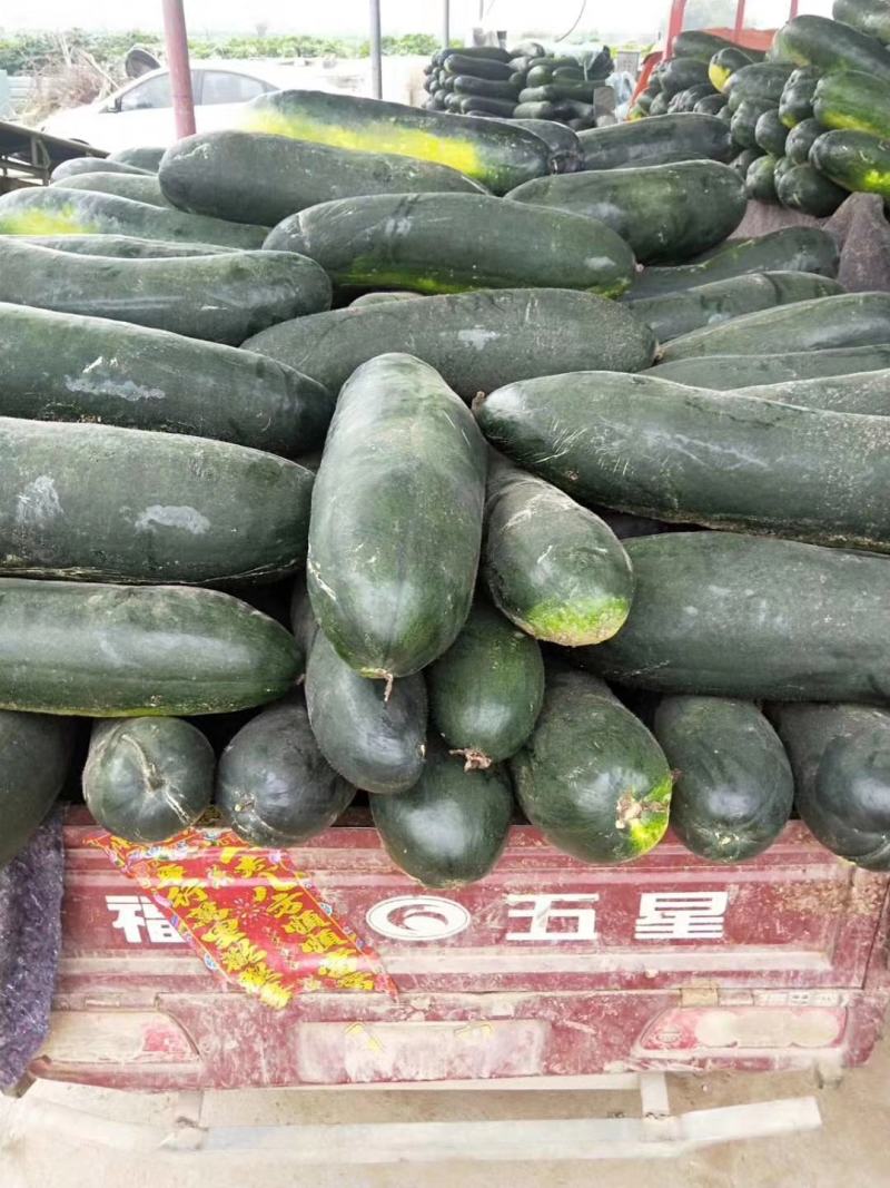 青皮冬瓜～基地直供～货源充足～保证质量