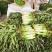 精品江苏东台莴苣莴笋产地直发一手货源物美价廉需要老板联系