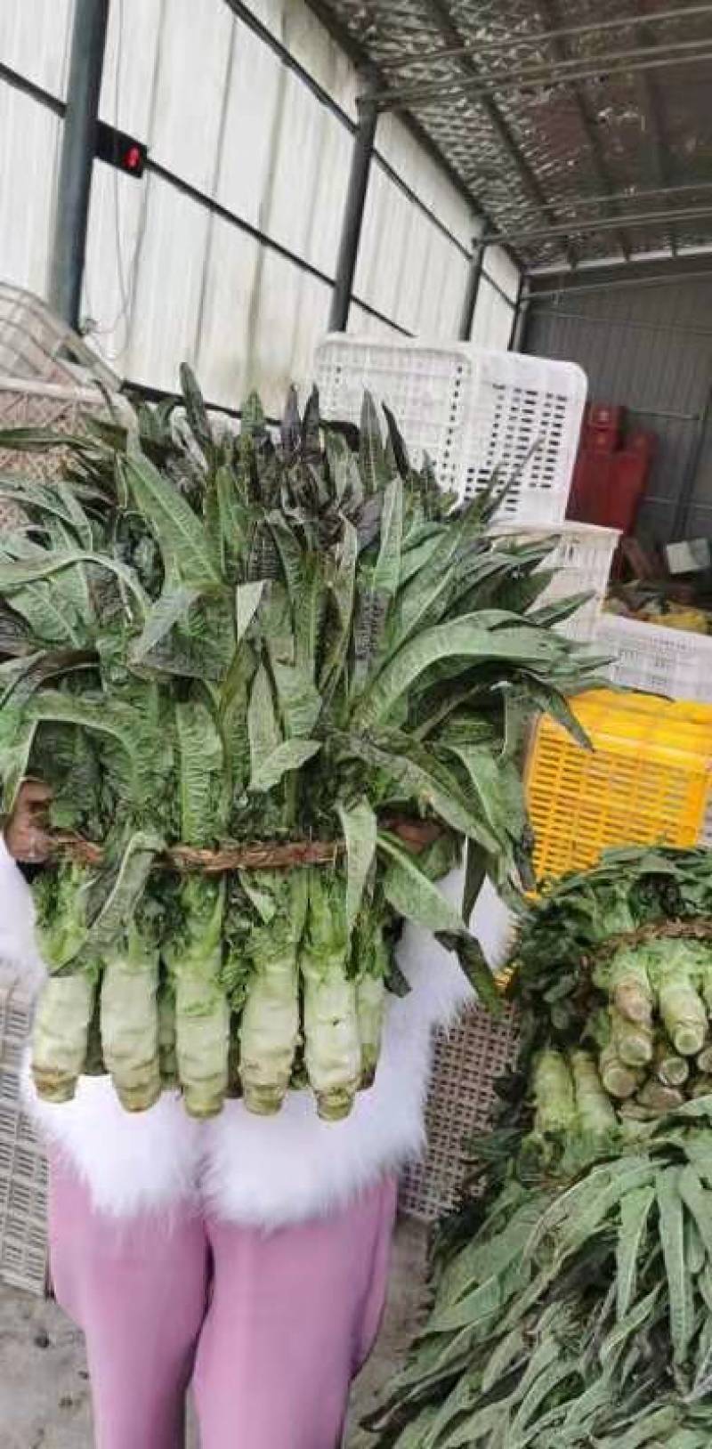 精品江苏东台莴苣莴笋产地直发一手货源物美价廉需要老板联系