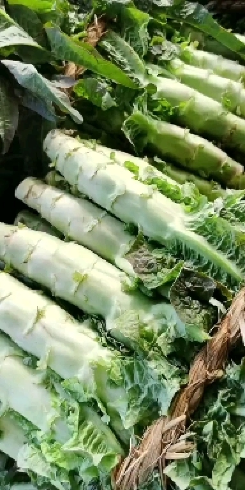 精品江苏东台莴苣莴笋产地直发一手货源物美价廉需要老板联系