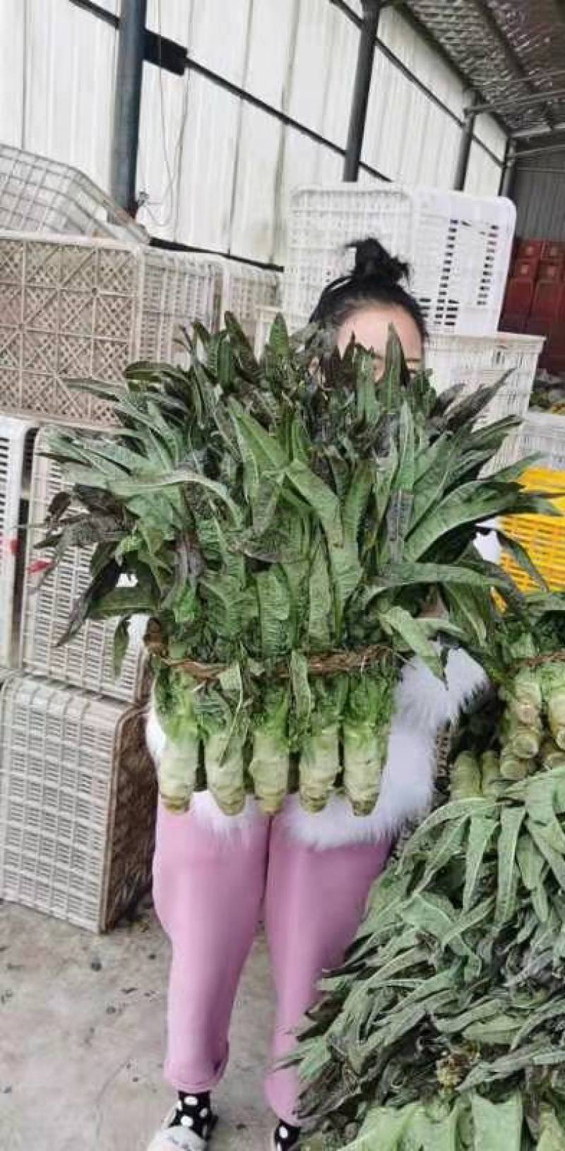精品江苏东台莴苣莴笋产地直发一手货源物美价廉需要老板联系