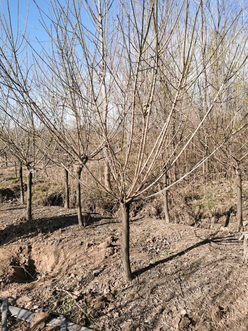 绿梅地径6公分7公分8公分9公分绿梅基地/红梅