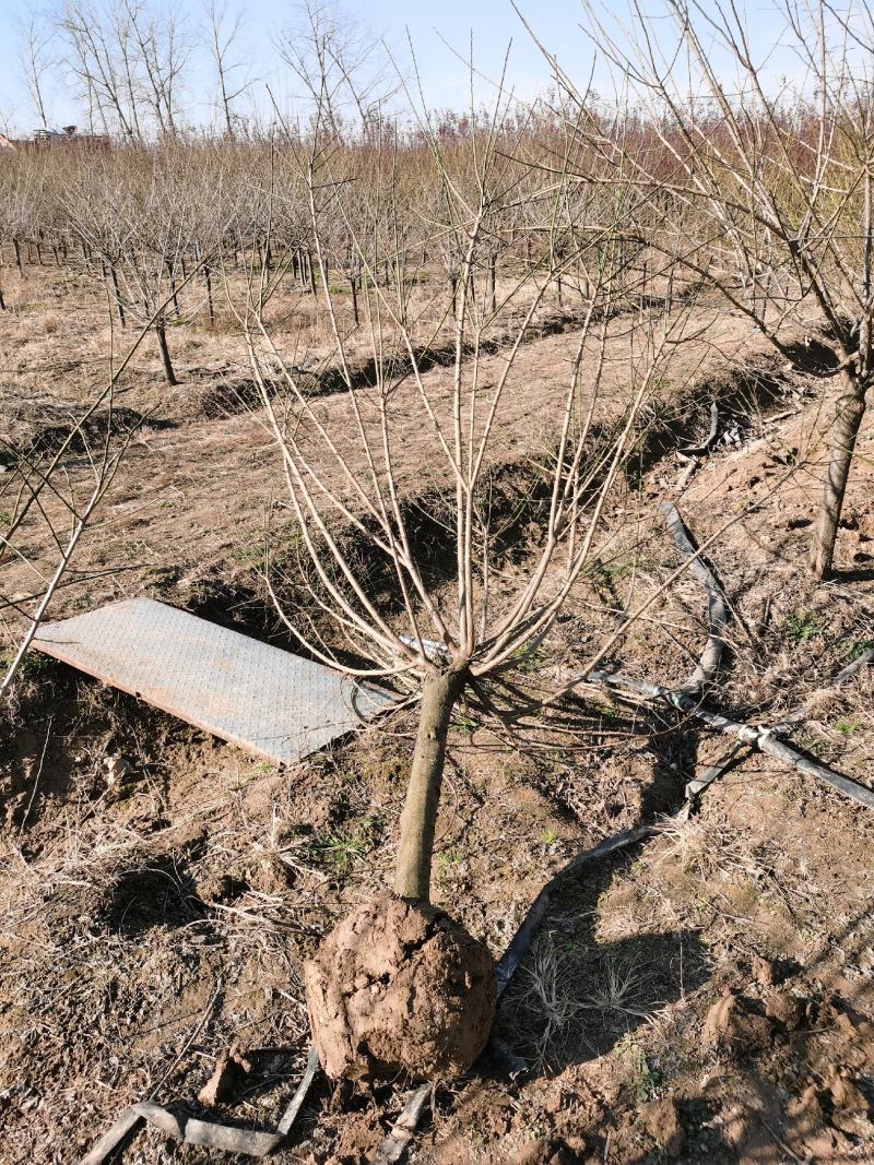 绿梅地径6公分7公分8公分9公分绿梅基地/红梅