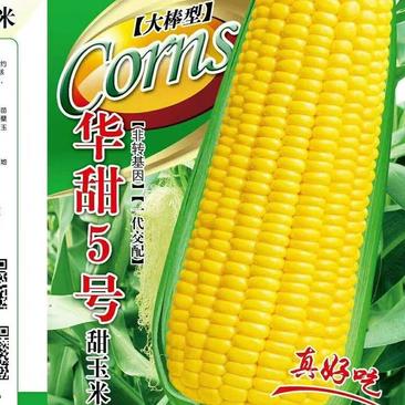 华甜5号甜玉米种子